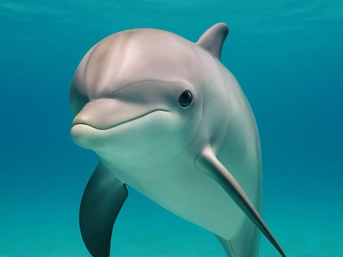 7 Animals That Recognize Your Face And Remember You - Photo Gallery