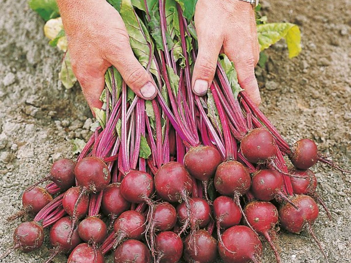 healthy-eating-raw-vs-cooked-beetroot-best-way-to-eat-and-4-east-ways-to-add-beets-to-daily-diet Beetroot Benefits: Best Ways to Eat Raw vs Cooked and How to Add It to Your Everyday Diet - Photo Gallery