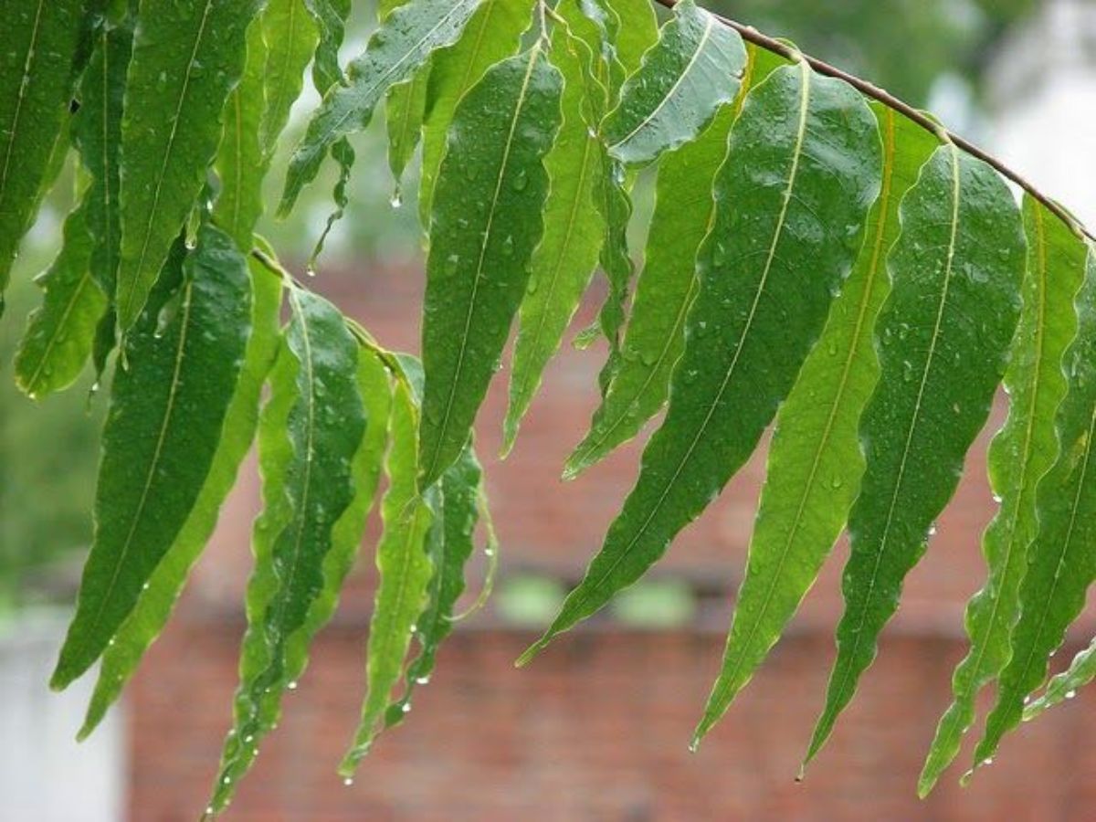 7-sacred-plants-in-indian-culture-and-their-religious-significance-health-prosperitiy-and-spirituality-tulsi-peepal-neem Hindu Belief: 7 Sacred Plants in Indian Culture for Health and Prosperity - Photo Gallery