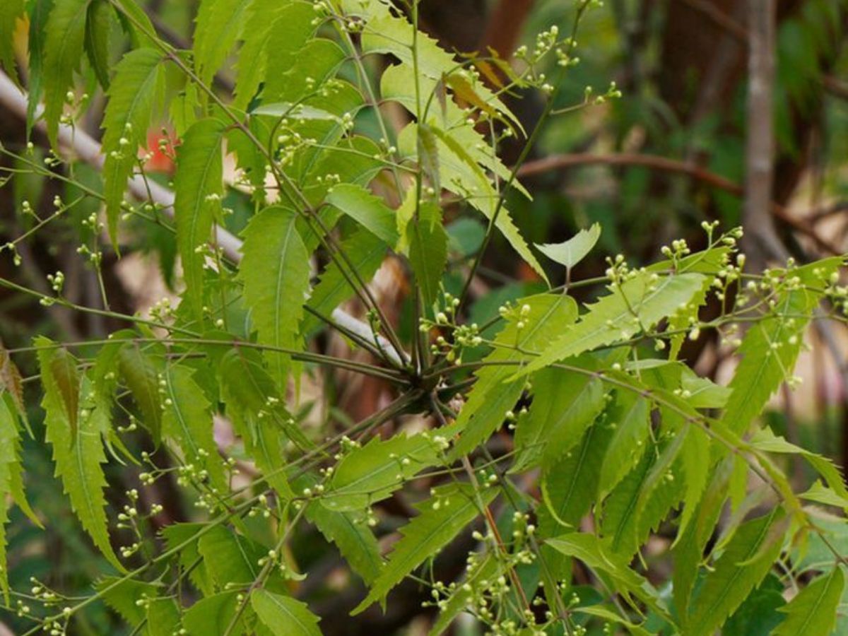 7-sacred-plants-in-indian-culture-and-their-religious-significance-health-prosperitiy-and-spirituality-tulsi-peepal-neem Hindu Belief: 7 Sacred Plants in Indian Culture for Health and Prosperity - Photo Gallery