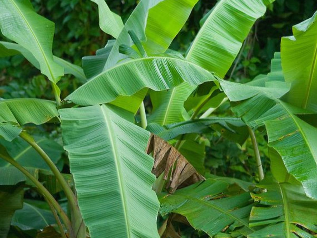 7-sacred-plants-in-indian-culture-and-their-religious-significance-health-prosperitiy-and-spirituality-tulsi-peepal-neem Hindu Belief: 7 Sacred Plants in Indian Culture for Health and Prosperity - Photo Gallery
