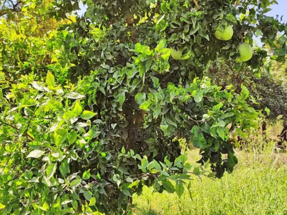 7-sacred-plants-in-indian-culture-and-their-religious-significance-health-prosperitiy-and-spirituality-tulsi-peepal-neem Hindu Belief: 7 Sacred Plants in Indian Culture for Health and Prosperity - Photo Gallery