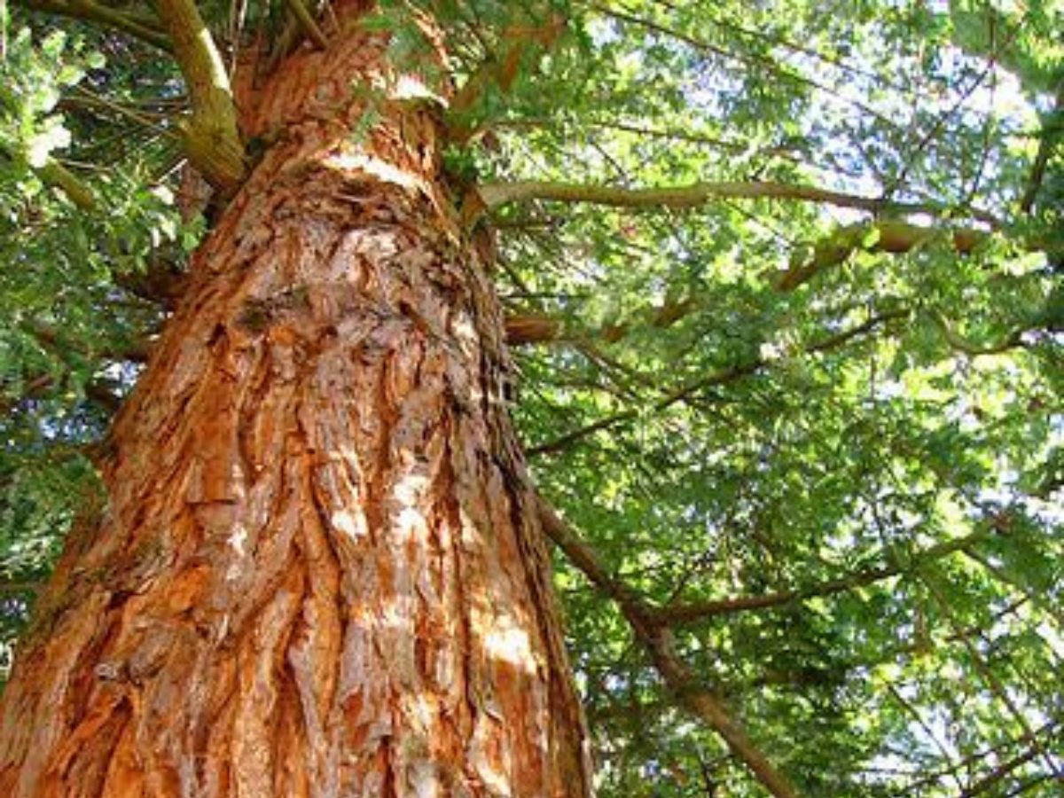 7-sacred-plants-in-indian-culture-and-their-religious-significance-health-prosperitiy-and-spirituality-tulsi-peepal-neem Hindu Belief: 7 Sacred Plants in Indian Culture for Health and Prosperity - Photo Gallery