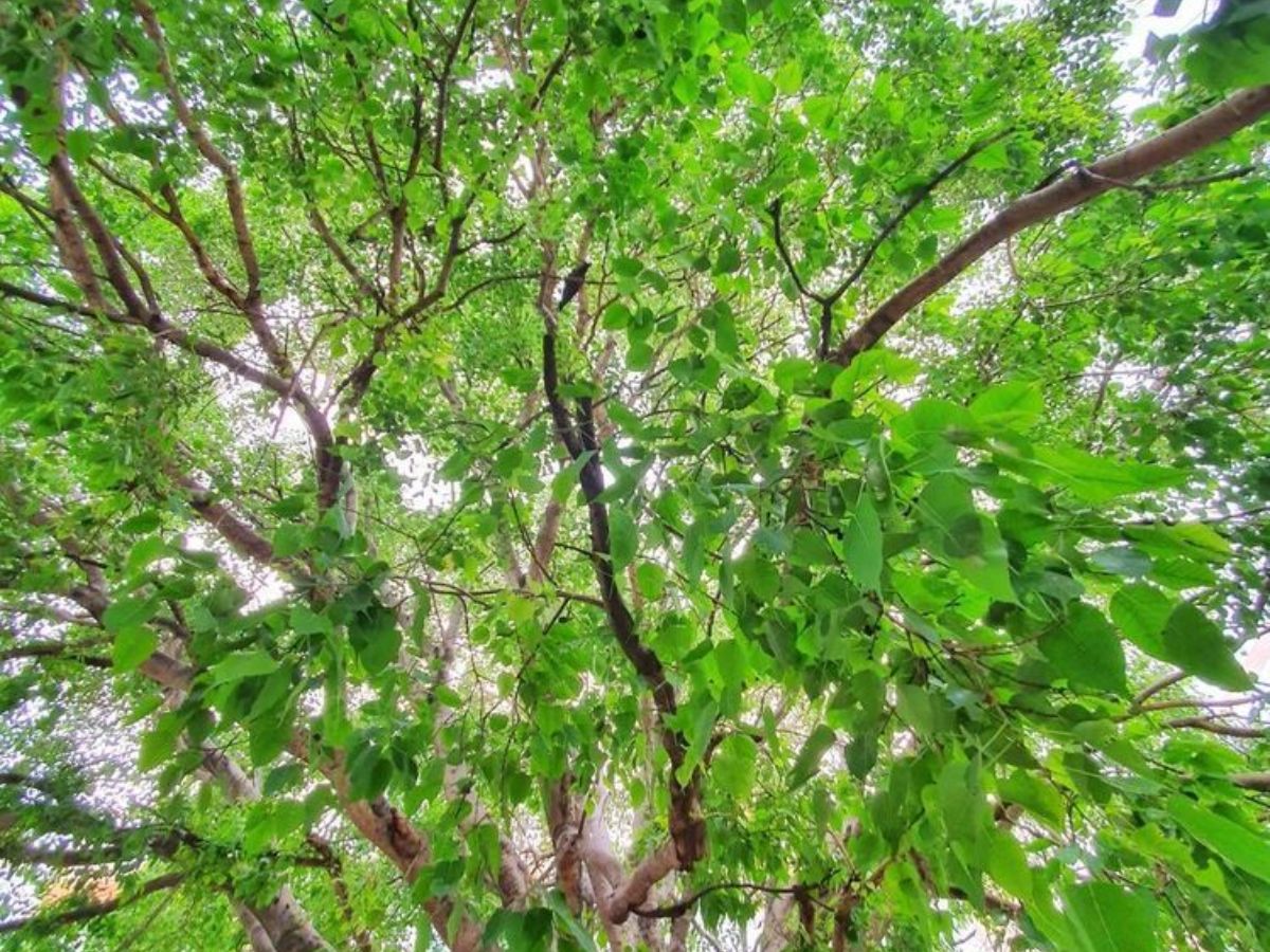 7-sacred-plants-in-indian-culture-and-their-religious-significance-health-prosperitiy-and-spirituality-tulsi-peepal-neem Hindu Belief: 7 Sacred Plants in Indian Culture for Health and Prosperity - Photo Gallery