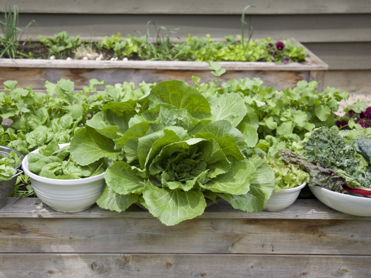 Don’t Let the Rains Wash Away Your Greens: 6 Ways to Safeguard Your Sabzi Garden - Photo Gallery