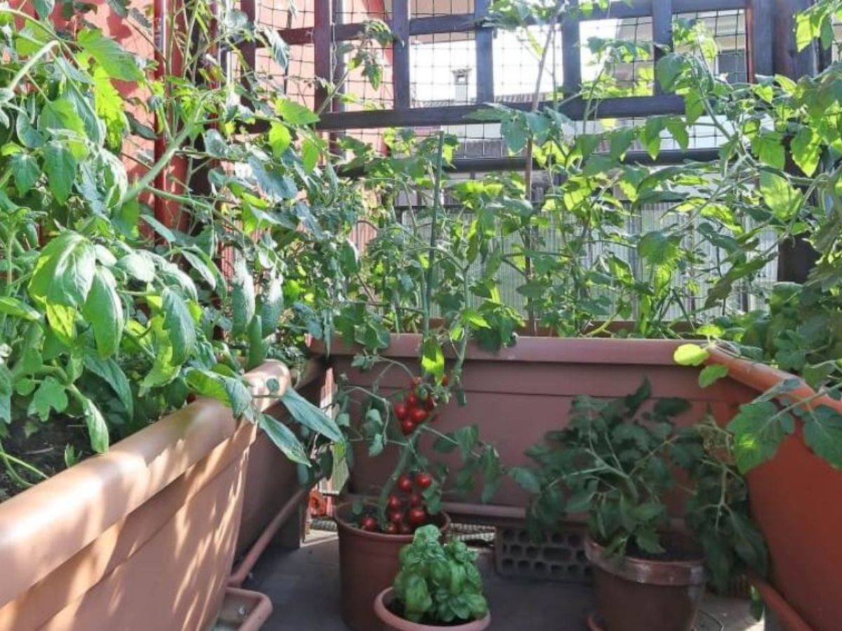 Don’t Let the Rains Wash Away Your Greens: 6 Ways to Safeguard Your Sabzi Garden - Photo Gallery
