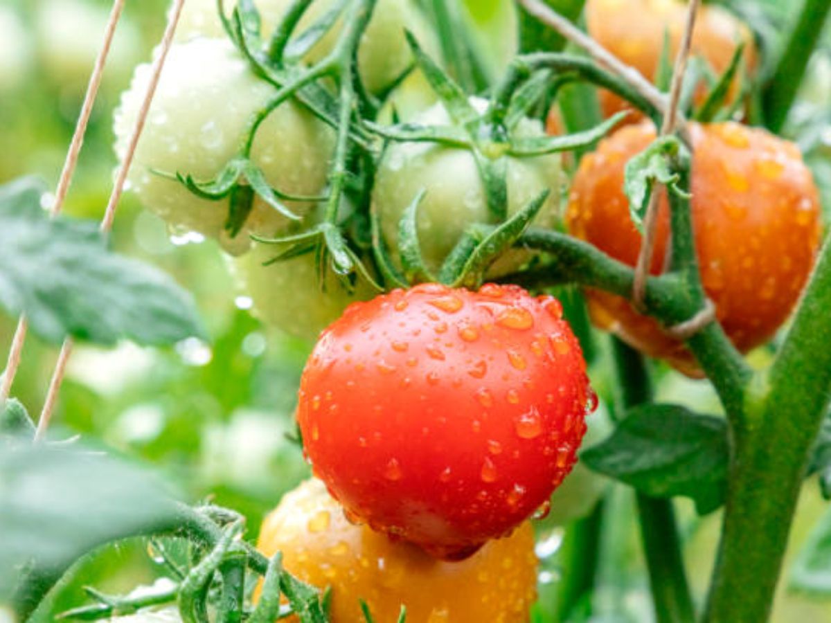 Don’t Let the Rains Wash Away Your Greens: 6 Ways to Safeguard Your Sabzi Garden - Photo Gallery