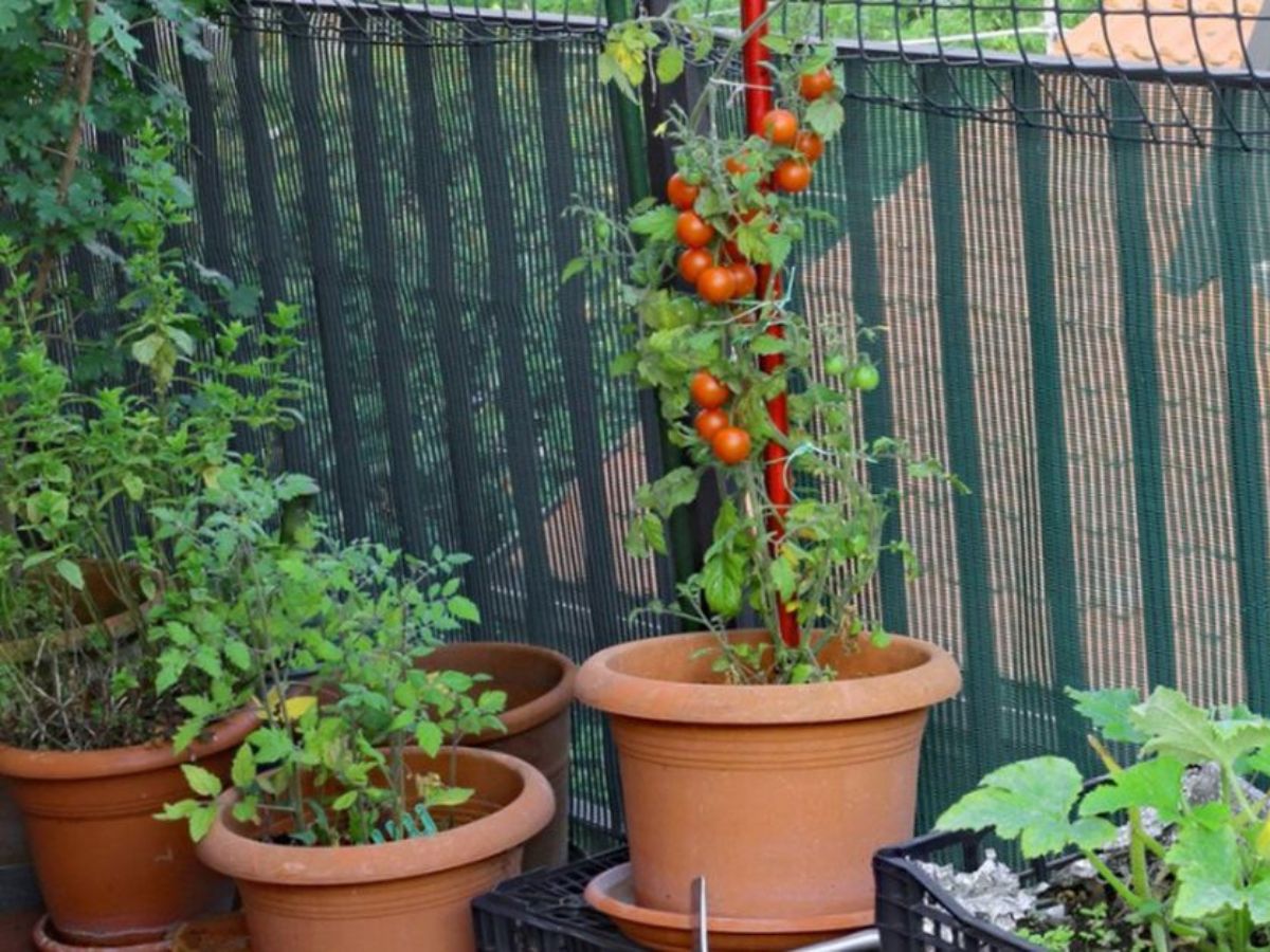 Don’t Let the Rains Wash Away Your Greens: 6 Ways to Safeguard Your Sabzi Garden - Photo Gallery