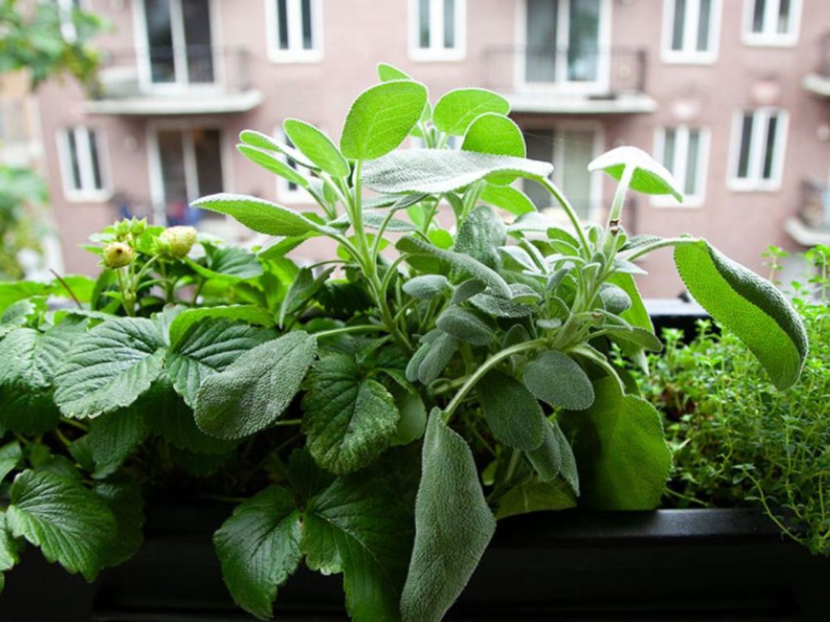 Don’t Let the Rains Wash Away Your Greens: 6 Ways to Safeguard Your Sabzi Garden - Photo Gallery