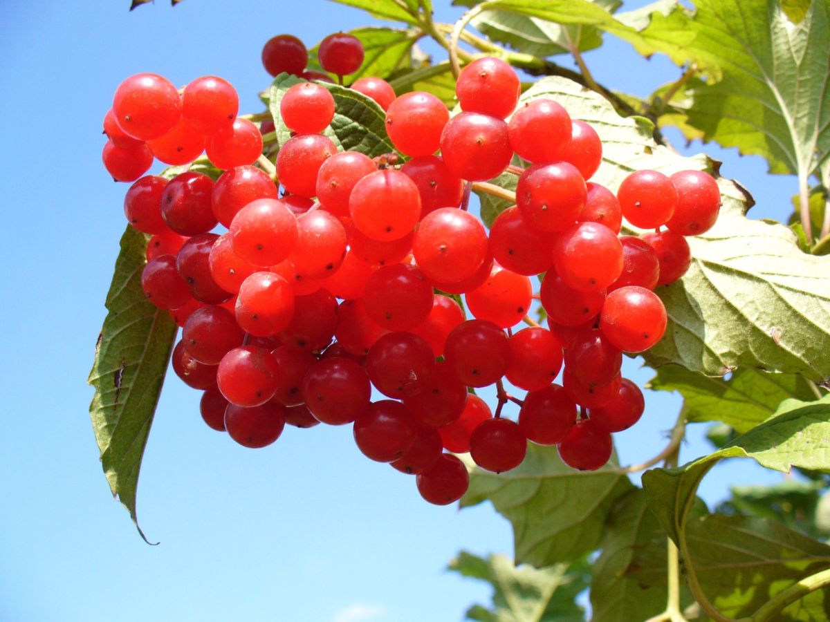 Why You Should Consume Cranberries for Breakfast? - Photo Gallery