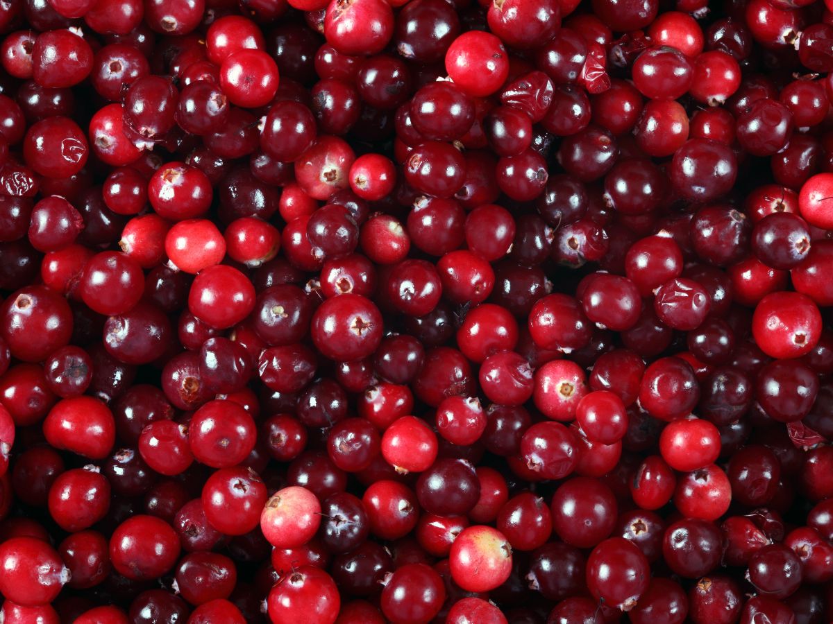 Why You Should Consume Cranberries for Breakfast? - Photo Gallery