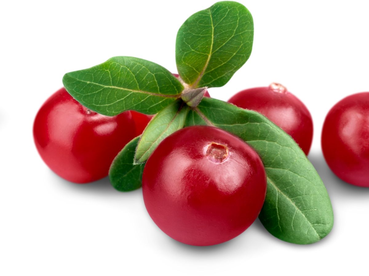 Why You Should Consume Cranberries for Breakfast? - Photo Gallery