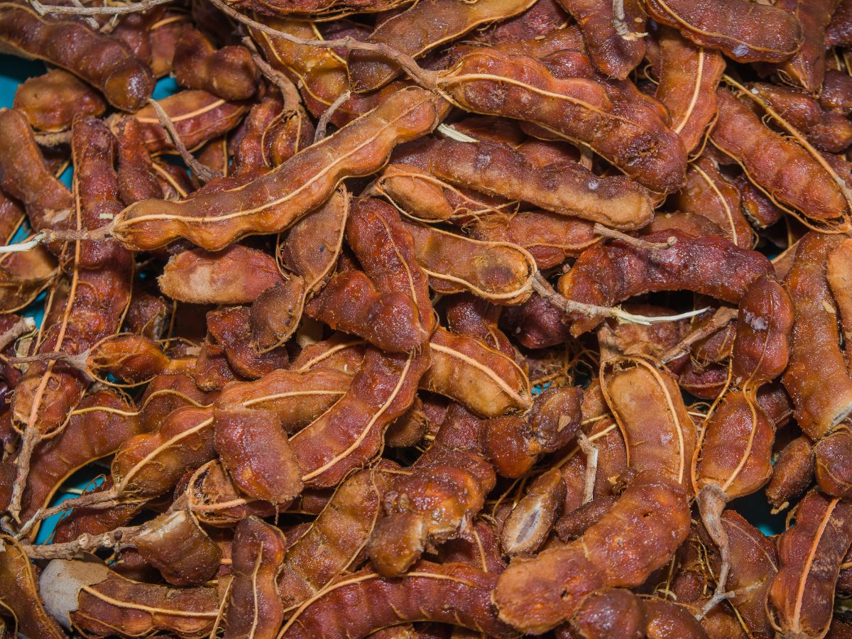 6-amazing-reasons-to-add-tamarind-imli-to-your-diet-tamarind-imli-health-benefits-natural-remedy 6 Amazing Reasons to Add Tamarind (Imli) to Your Diet - Photo Gallery