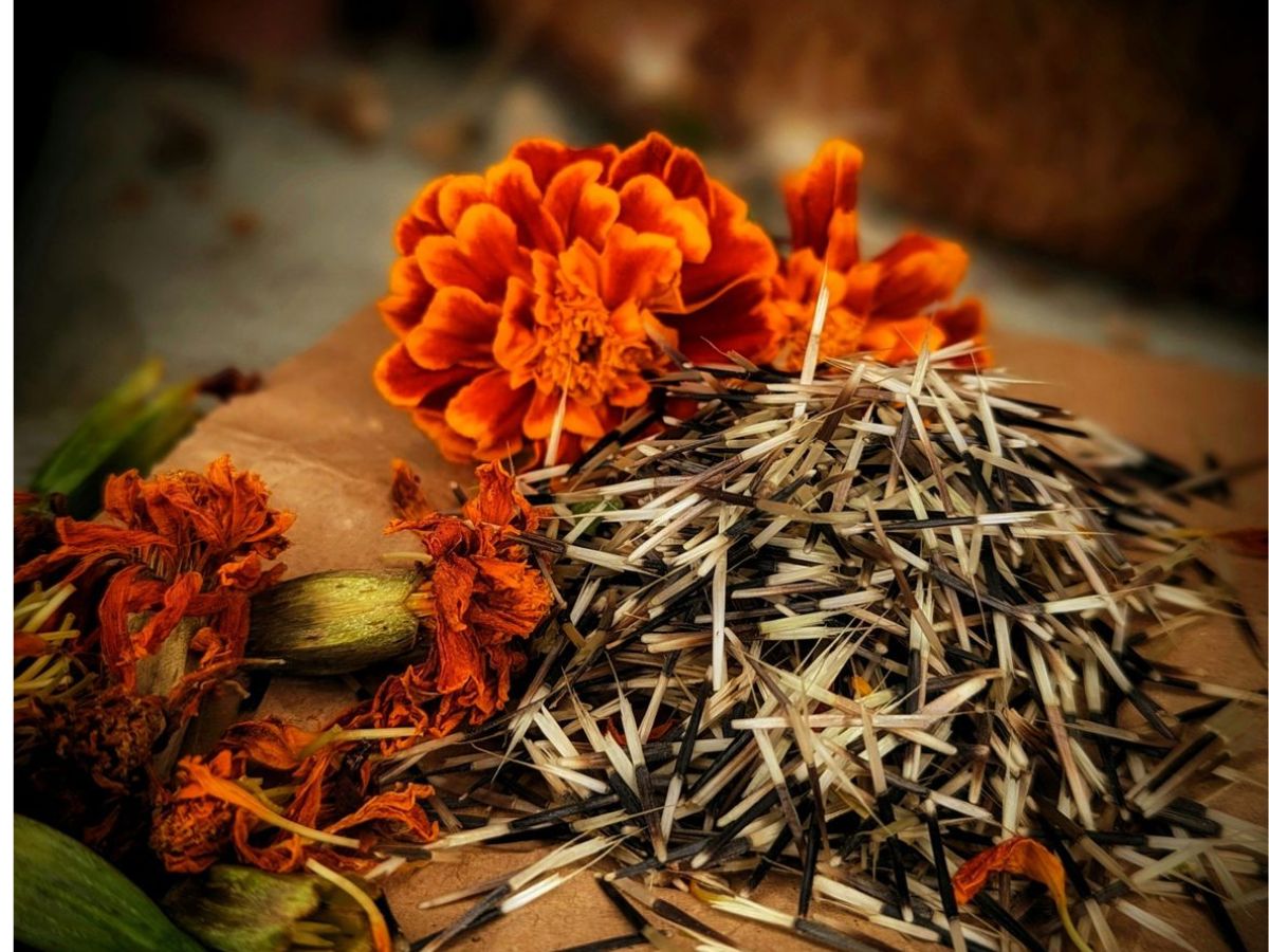 8-amazing-benefits-of-marigold-plants-perfect-for-your-balcony-garden-plant-them-right-now-to-create-a-healthier-environment 8 Amazing Benefits Of Marigold Plants and Why They Are Perfect For Your Balcony Garden - Photo Gallery