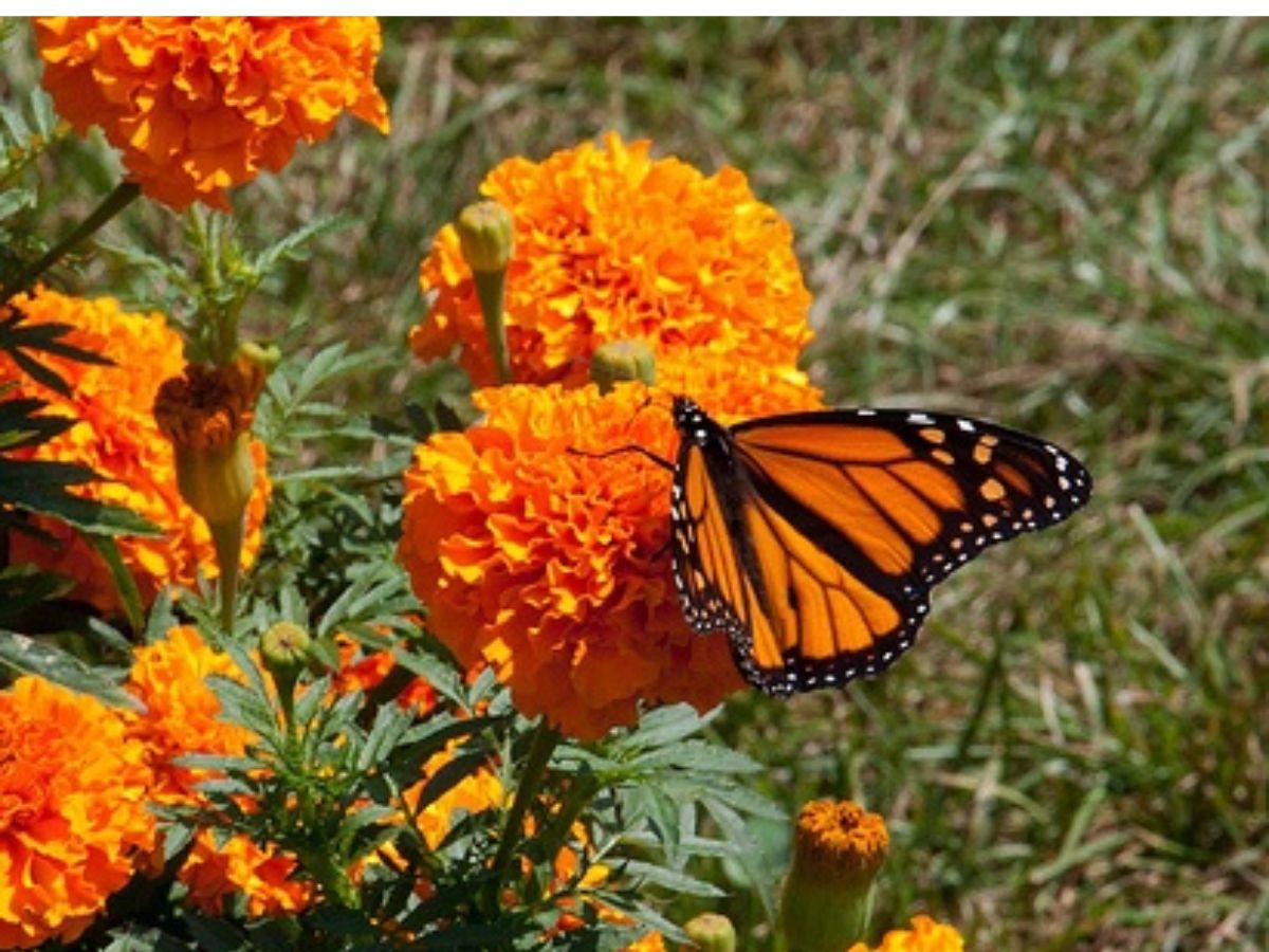 8-amazing-benefits-of-marigold-plants-perfect-for-your-balcony-garden-plant-them-right-now-to-create-a-healthier-environment 8 Amazing Benefits Of Marigold Plants and Why They Are Perfect For Your Balcony Garden - Photo Gallery