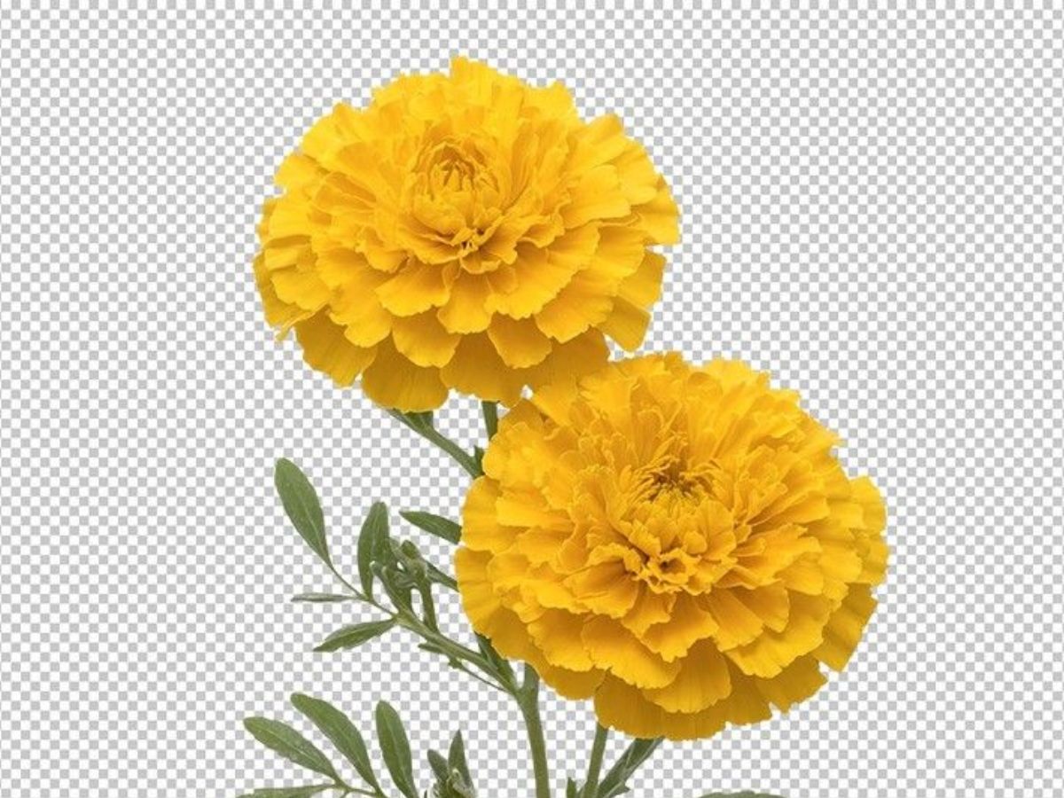 8-amazing-benefits-of-marigold-plants-perfect-for-your-balcony-garden-plant-them-right-now-to-create-a-healthier-environment 8 Amazing Benefits Of Marigold Plants and Why They Are Perfect For Your Balcony Garden - Photo Gallery