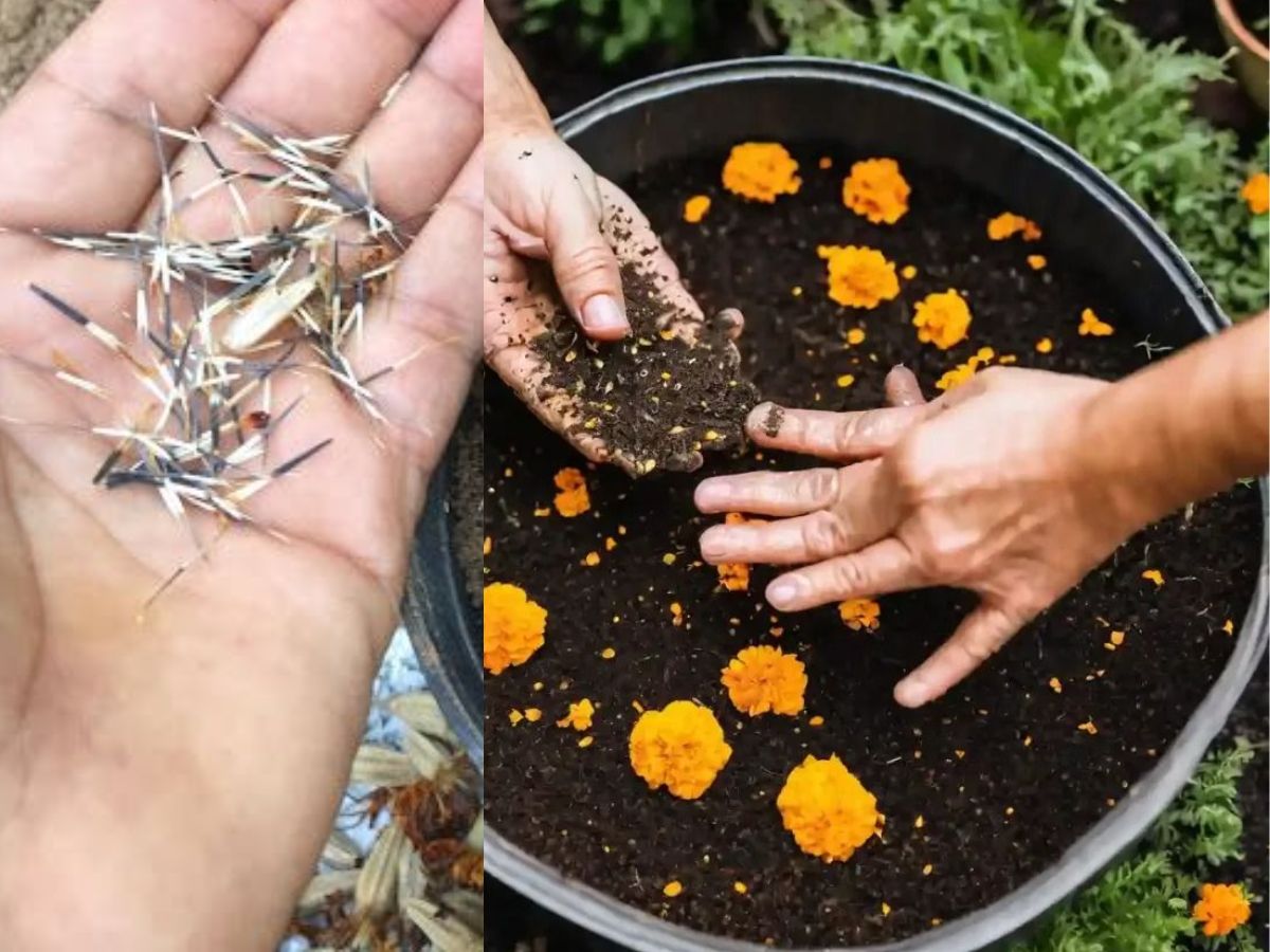 8-amazing-benefits-of-marigold-plants-perfect-for-your-balcony-garden-plant-them-right-now-to-create-a-healthier-environment 8 Amazing Benefits Of Marigold Plants and Why They Are Perfect For Your Balcony Garden - Photo Gallery