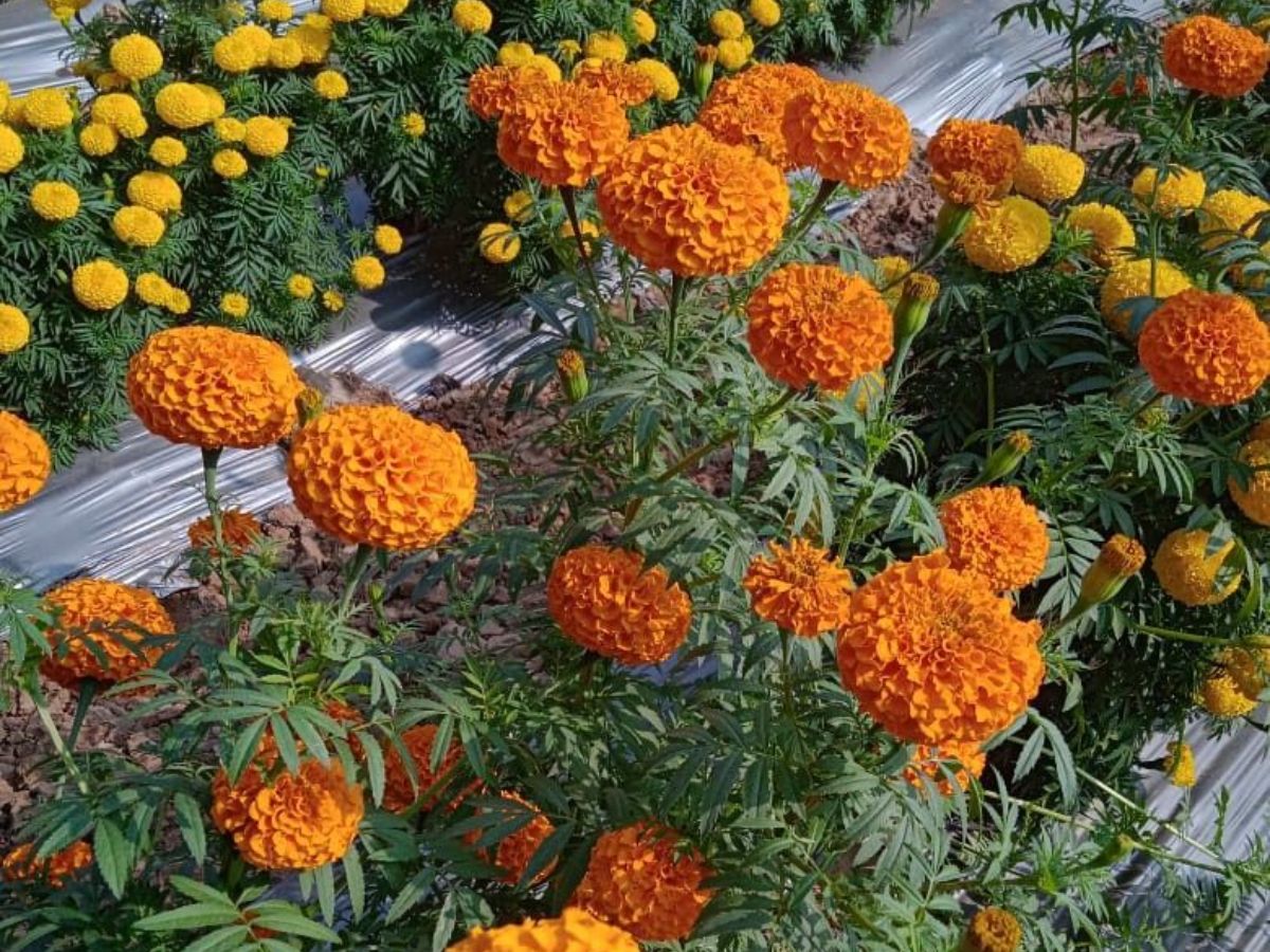 8-amazing-benefits-of-marigold-plants-perfect-for-your-balcony-garden-plant-them-right-now-to-create-a-healthier-environment 8 Amazing Benefits Of Marigold Plants and Why They Are Perfect For Your Balcony Garden - Photo Gallery