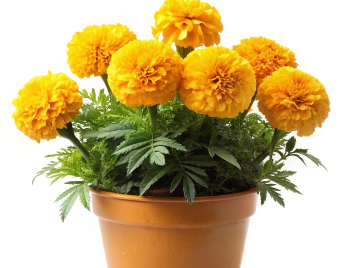 8-amazing-benefits-of-marigold-plants-perfect-for-your-balcony-garden-plant-them-right-now-to-create-a-healthier-environment 8 Amazing Benefits Of Marigold Plants and Why They Are Perfect For Your Balcony Garden - Photo Gallery