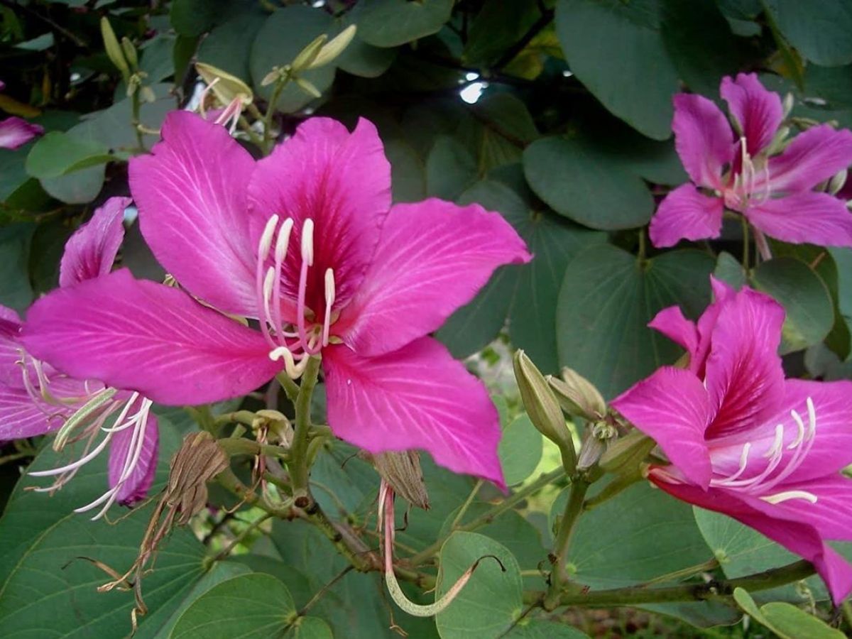 8 Purple Flowering Trees and Where To Spot Them In The World - Photo Gallery