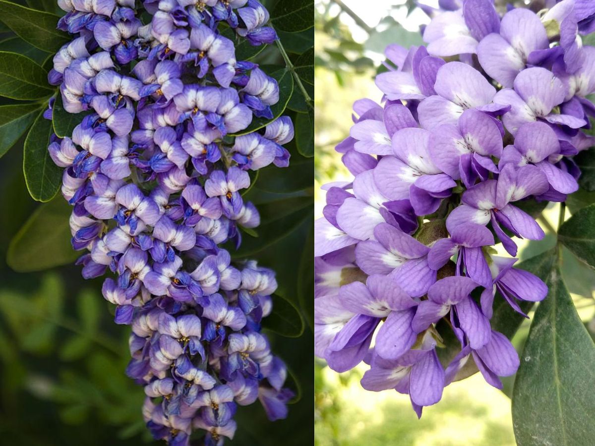 8 Purple Flowering Trees and Where To Spot Them In The World - Photo Gallery
