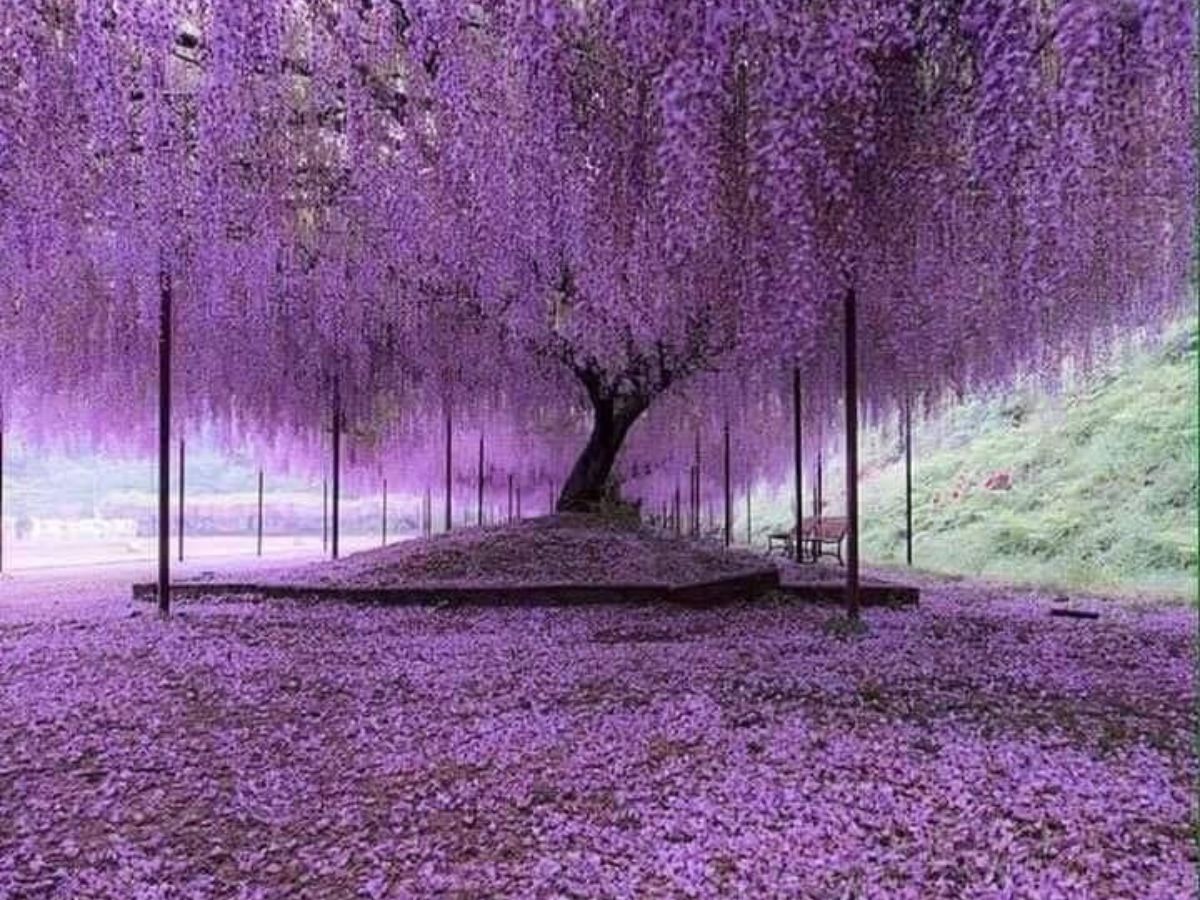 8 Purple Flowering Trees and Where To Spot Them In The World - Photo Gallery