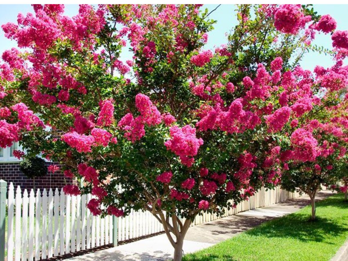 8 Purple Flowering Trees and Where To Spot Them In The World - Photo Gallery