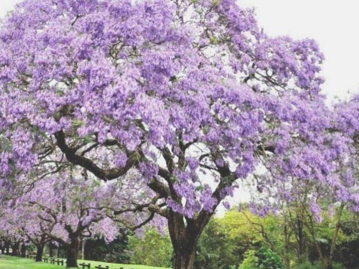 8 Purple Flowering Trees and Where To Spot Them In The World - Photo Gallery