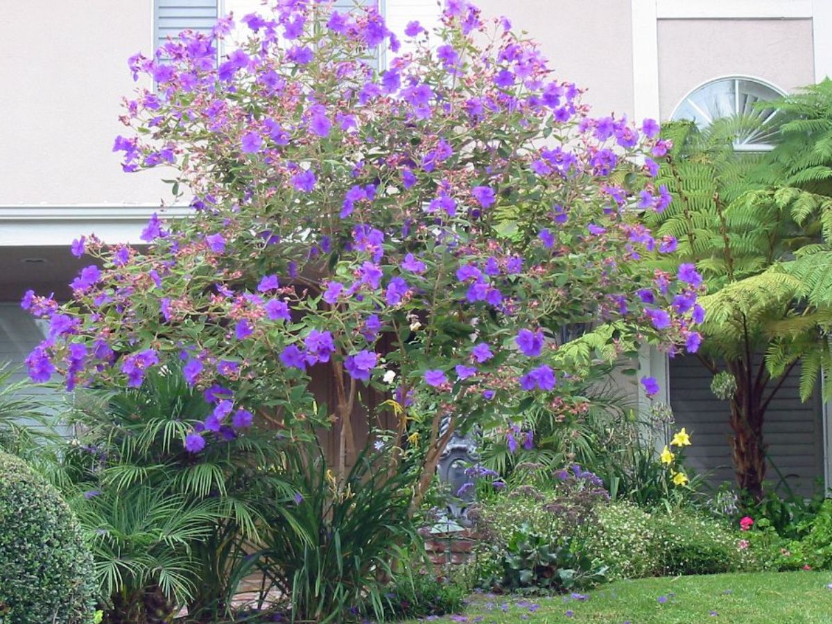 8 Purple Flowering Trees and Where To Spot Them In The World - Photo Gallery