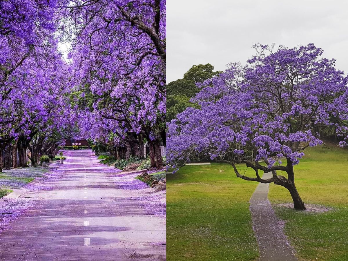 8 Purple Flowering Trees and Where To Spot Them In The World - Photo Gallery