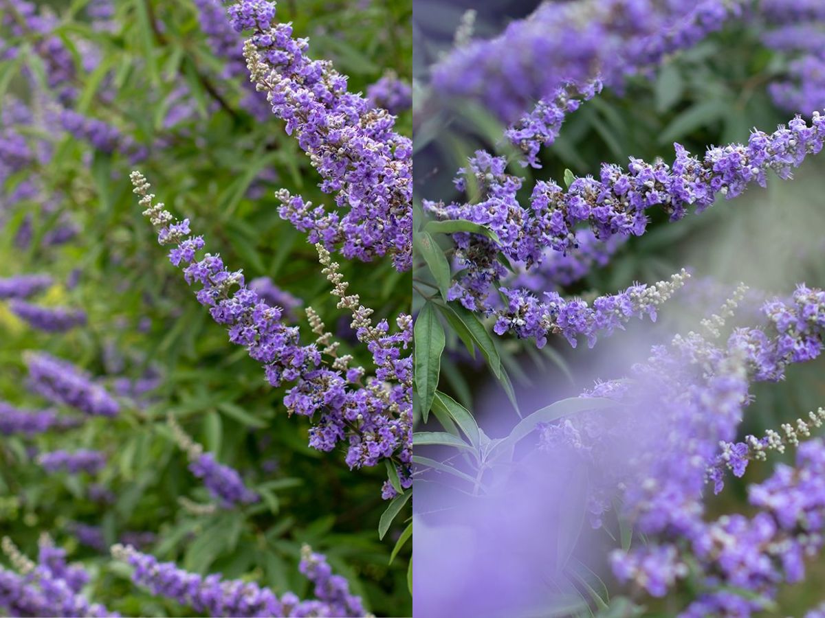 8 Purple Flowering Trees and Where To Spot Them In The World - Photo Gallery