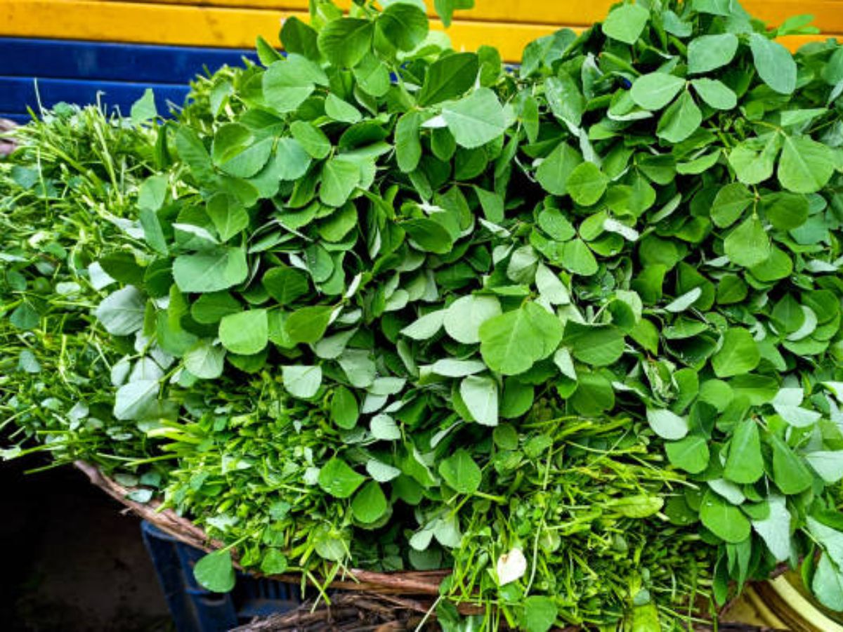 check-these-6-nutritional-green-leafy-vegetables-to-eat-this-monsoon-for-better-health 6 Healthy Green Vegetables Perfect for the Monsoon Season for Better Health and Immunity - Photo Gallery