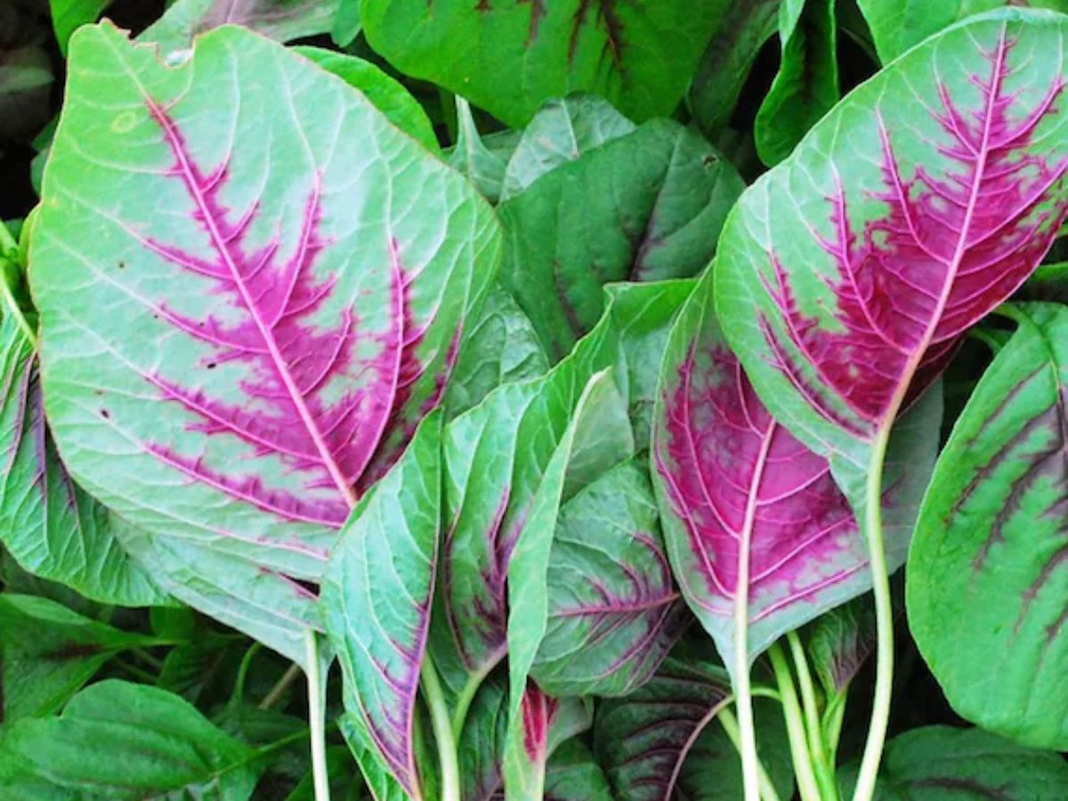 check-these-6-nutritional-green-leafy-vegetables-to-eat-this-monsoon-for-better-health 6 Healthy Green Vegetables Perfect for the Monsoon Season for Better Health and Immunity - Photo Gallery