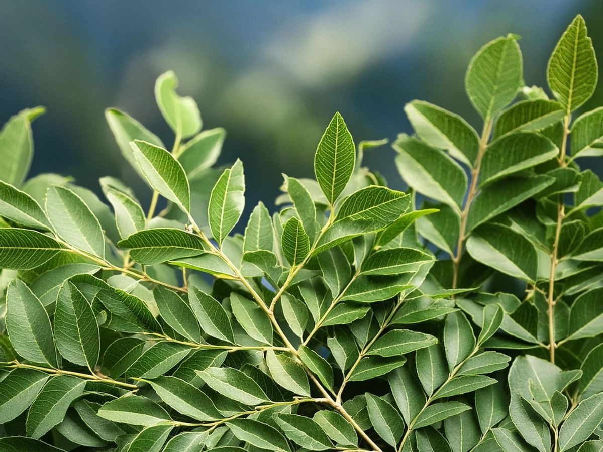 check-these-6-nutritional-green-leafy-vegetables-to-eat-this-monsoon-for-better-health 6 Healthy Green Vegetables Perfect for the Monsoon Season for Better Health and Immunity - Photo Gallery