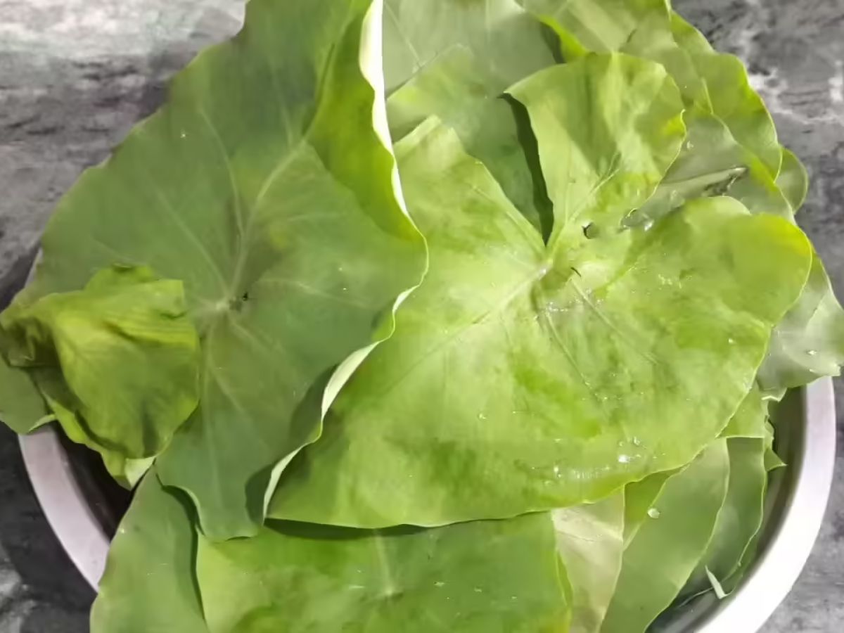 check-these-6-nutritional-green-leafy-vegetables-to-eat-this-monsoon-for-better-health 6 Healthy Green Vegetables Perfect for the Monsoon Season for Better Health and Immunity - Photo Gallery