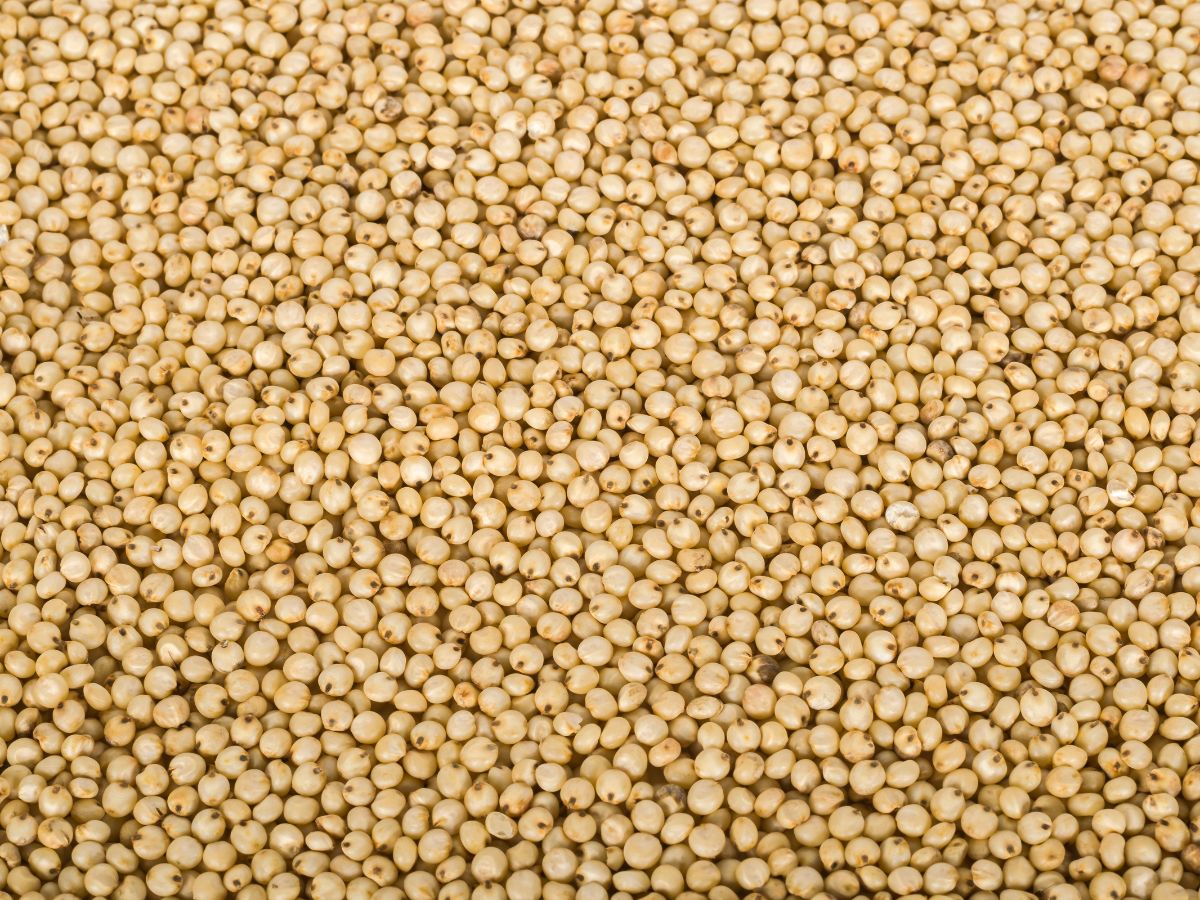 5-best-healthy-alternatives-to-maida-for-indian-cooking-and-baking 5 Best Healthy Alternatives to Maida for Indian Cooking and Baking - Photo Gallery