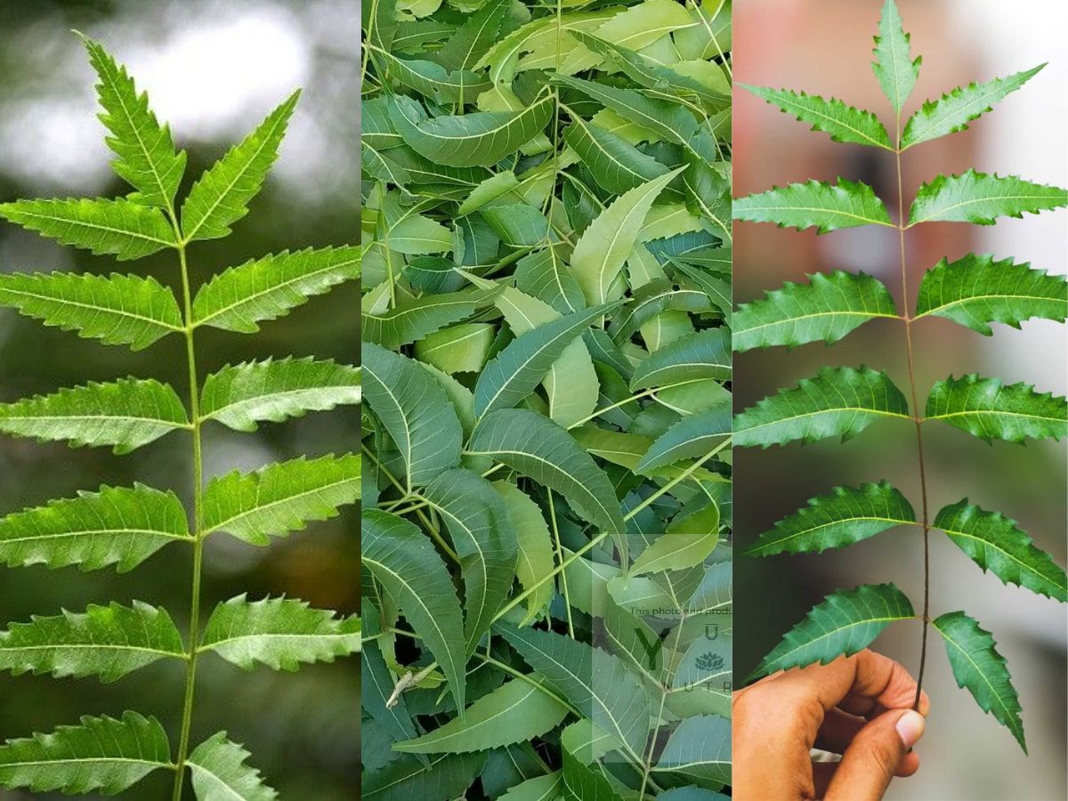 Foul Smell?? Try Out These Traditional Methods To Remove Unpleasant Odors and Blossom Your Room - Photo Gallery