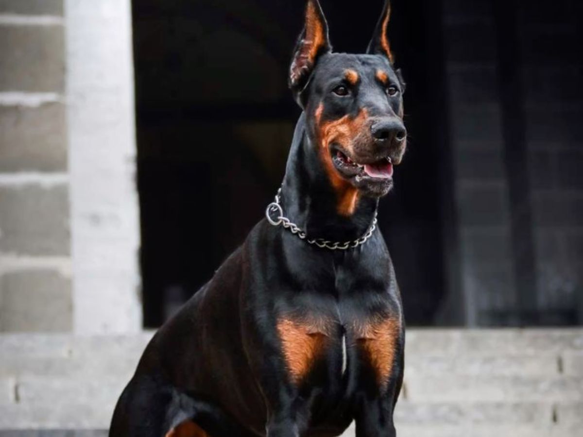 in-pics-top-5-most-expensive-dog-breeds-banned-in-india-and-why Image Credit- Pinterest - Photo Gallery