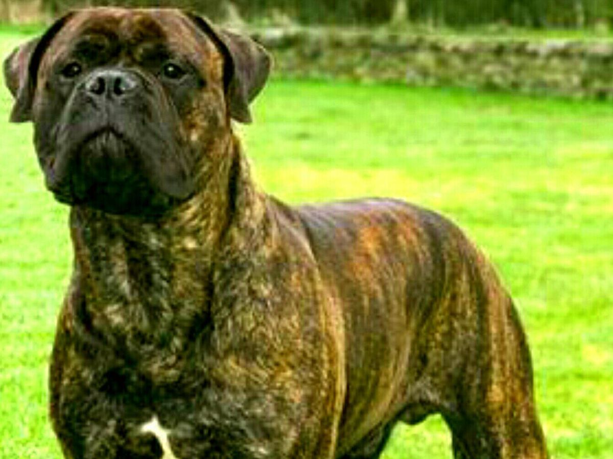 in-pics-top-5-most-expensive-dog-breeds-banned-in-india-and-why Image Credit- Pinterest - Photo Gallery