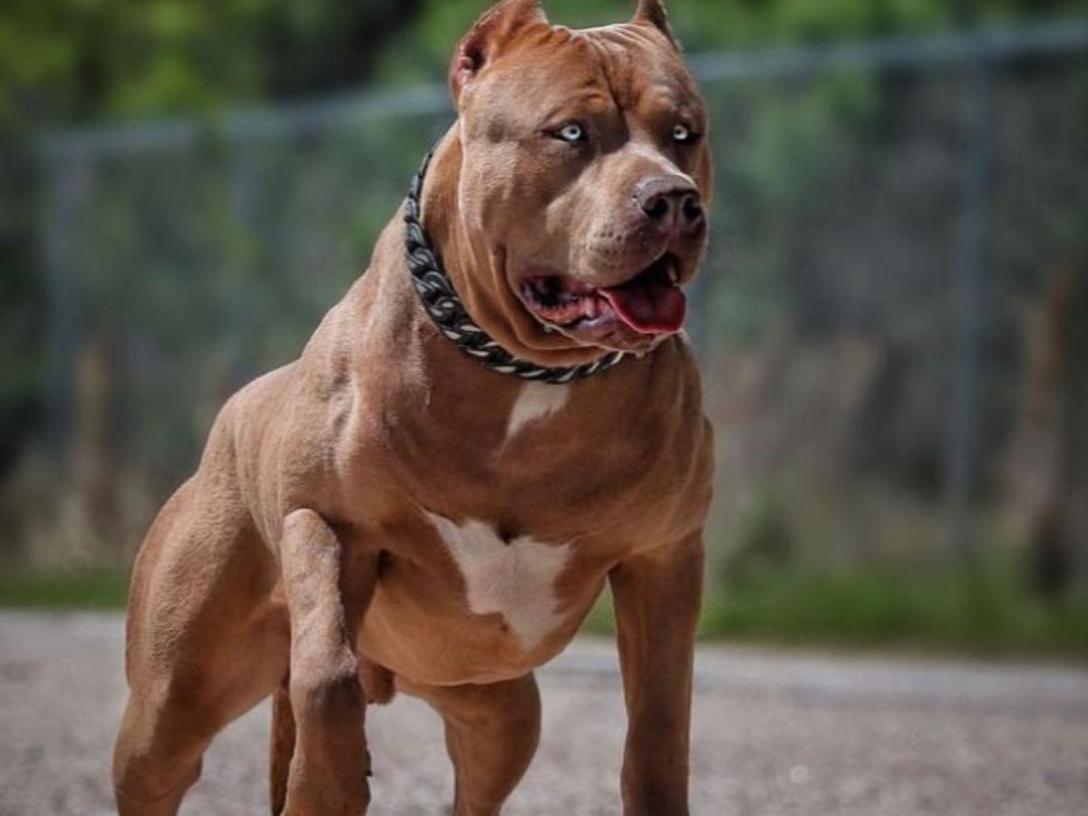 in-pics-top-5-most-expensive-dog-breeds-banned-in-india-and-why Image Credit- Pinterest - Photo Gallery