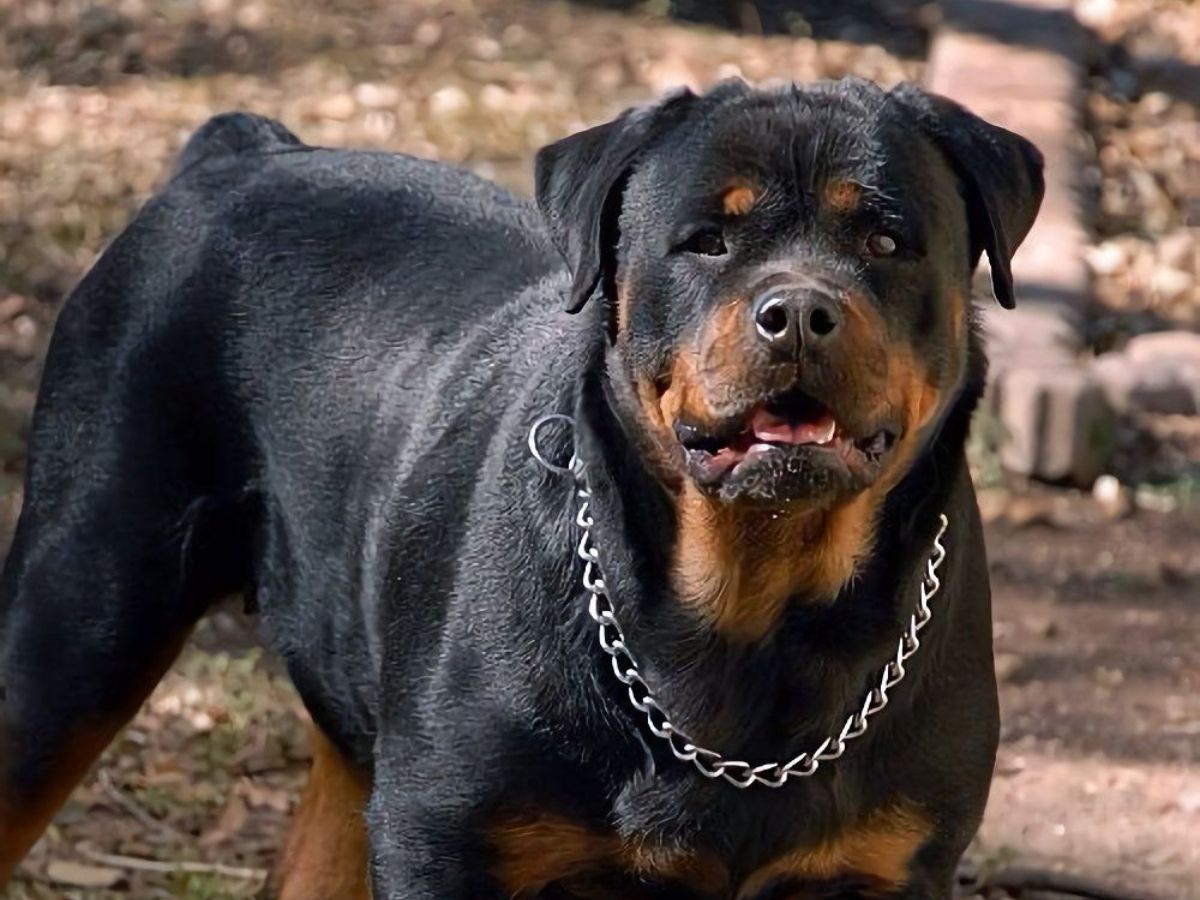 in-pics-top-5-most-expensive-dog-breeds-banned-in-india-and-why Image Credit- Pinterest - Photo Gallery