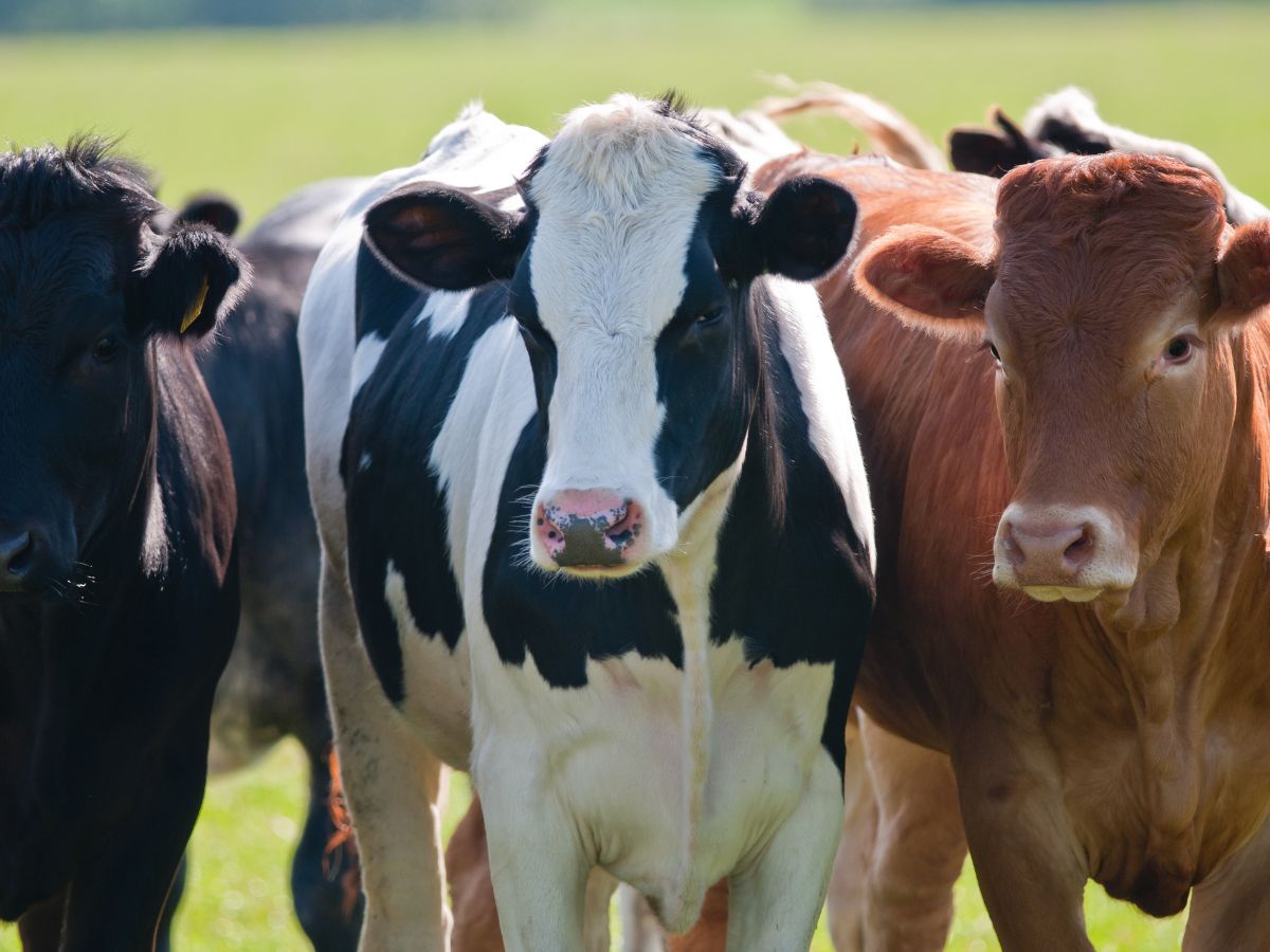 why-india-is-blocking-us-dairy-imports-over-non-vegetarian-cow-milk Why India Is Blocking US Dairy Imports Over Non-Vegetarian Cow Milk? - Photo Gallery