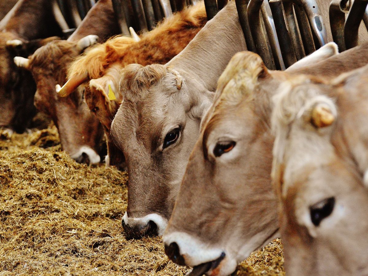 why-india-is-blocking-us-dairy-imports-over-non-vegetarian-cow-milk Why India Is Blocking US Dairy Imports Over Non-Vegetarian Cow Milk? - Photo Gallery
