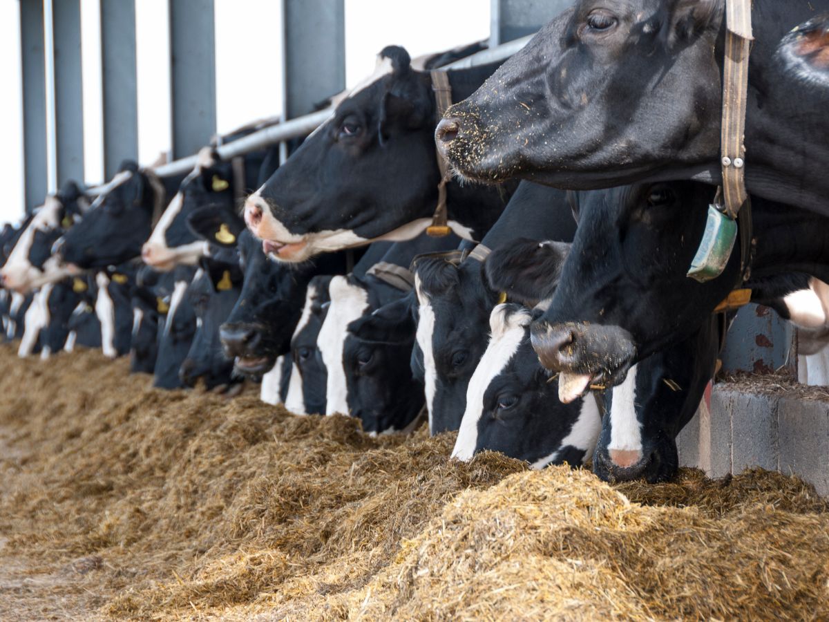 why-india-is-blocking-us-dairy-imports-over-non-vegetarian-cow-milk Why India Is Blocking US Dairy Imports Over Non-Vegetarian Cow Milk? - Photo Gallery