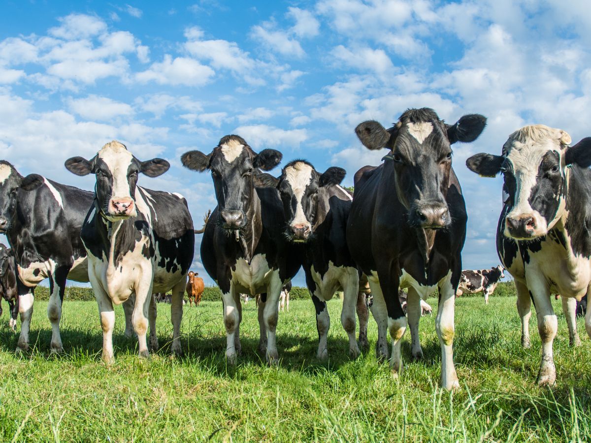 why-india-is-blocking-us-dairy-imports-over-non-vegetarian-cow-milk Why India Is Blocking US Dairy Imports Over Non-Vegetarian Cow Milk? - Photo Gallery