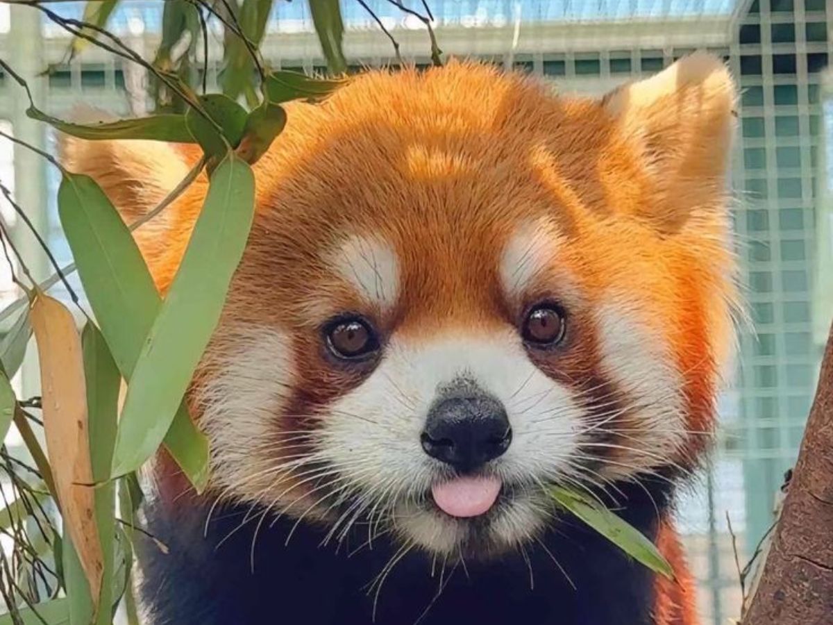 7-red-colored-animals-that-stand-out-and-look-stunning 7 Red Colored Animals That Stand Out And Look Stunning - Photo Gallery