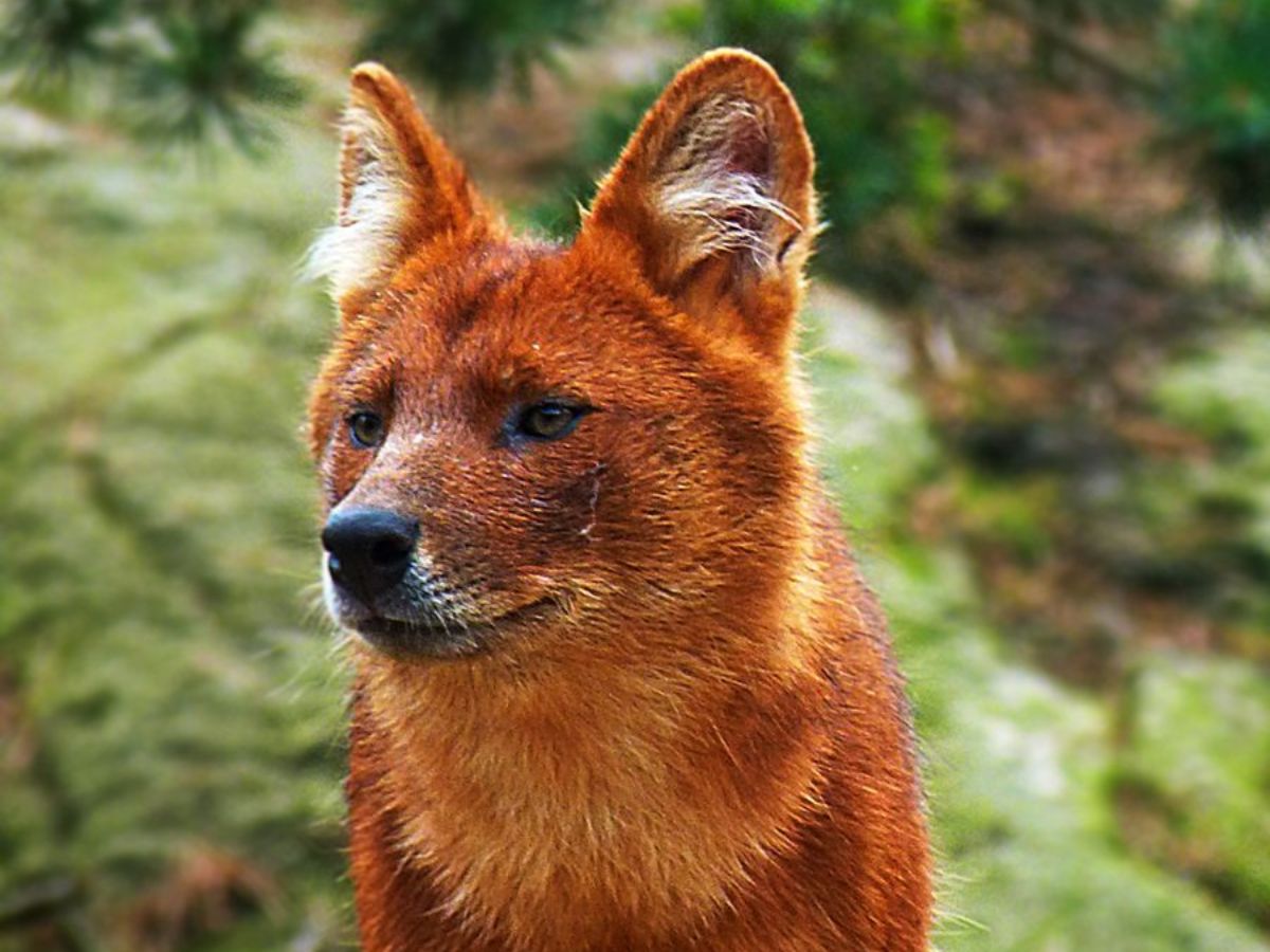 7-red-colored-animals-that-stand-out-and-look-stunning 7 Red Colored Animals That Stand Out And Look Stunning - Photo Gallery