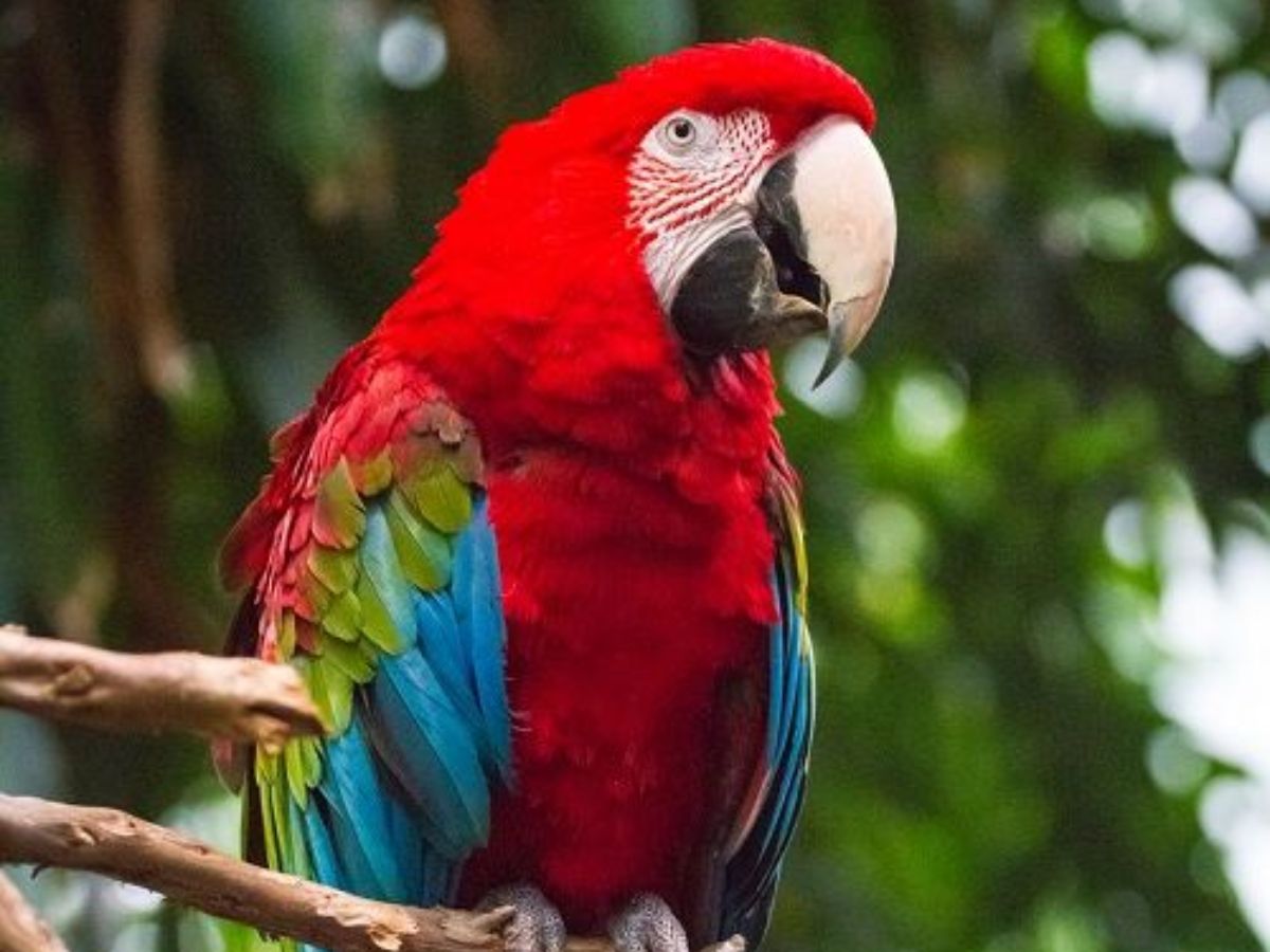7-red-colored-animals-that-stand-out-and-look-stunning 7 Red Colored Animals That Stand Out And Look Stunning - Photo Gallery