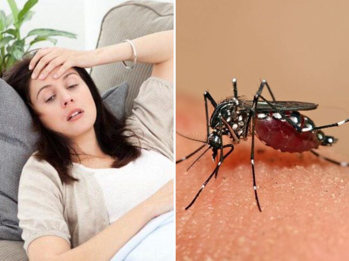 in-pics-from-dengue-to-skin-allergies-here-are-infections-and-allergies-that-spread-in-monsoon-season Dengue occurs mostly in the monsoon season (Image Credit- Pinterest) - Photo Gallery
