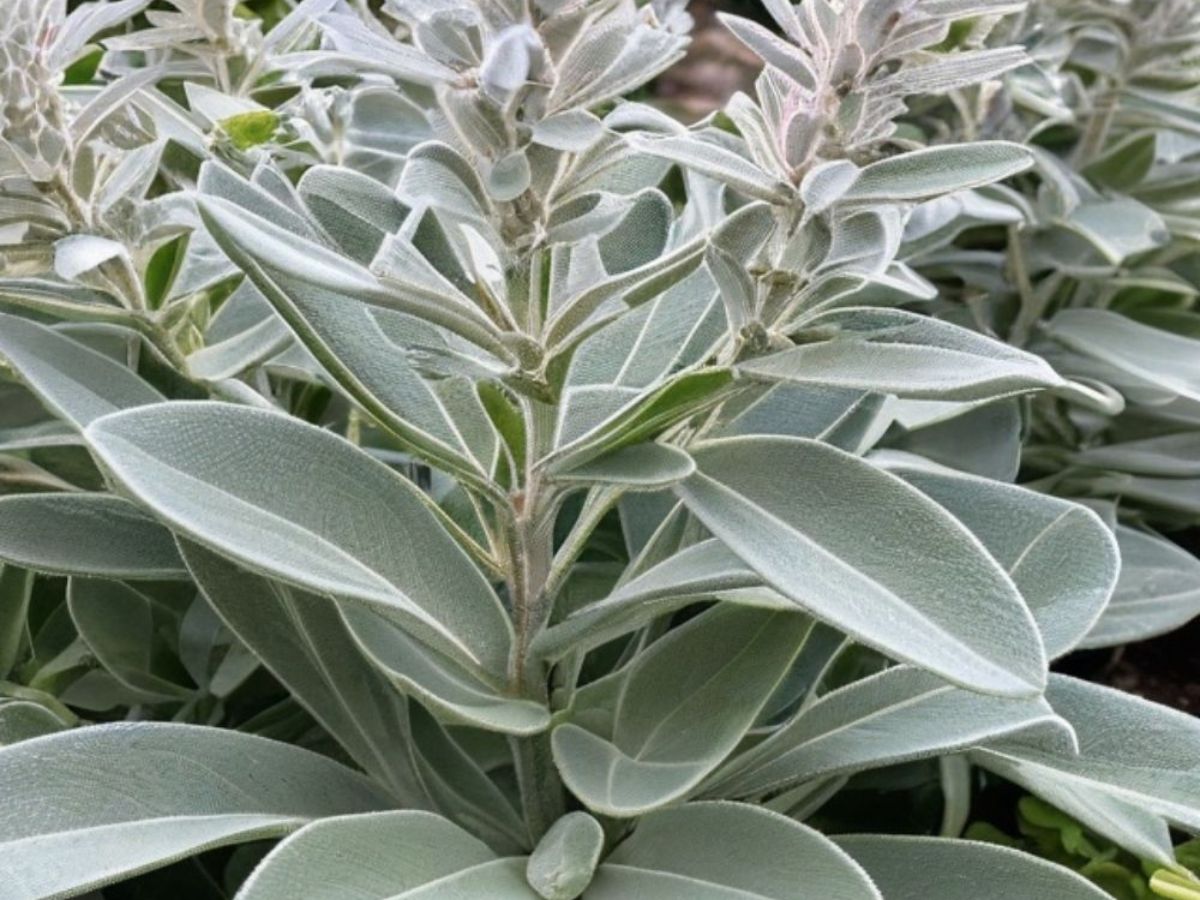 7-common-plants-that-can-help-keep-ticks-out-of-your-yard-gardening-with-purpose-eco-friendly-way-to-reduce-ticks 7 Common Plants That Can Help Keep Ticks Out Of Your Yard: Gardening With Purpose - Photo Gallery